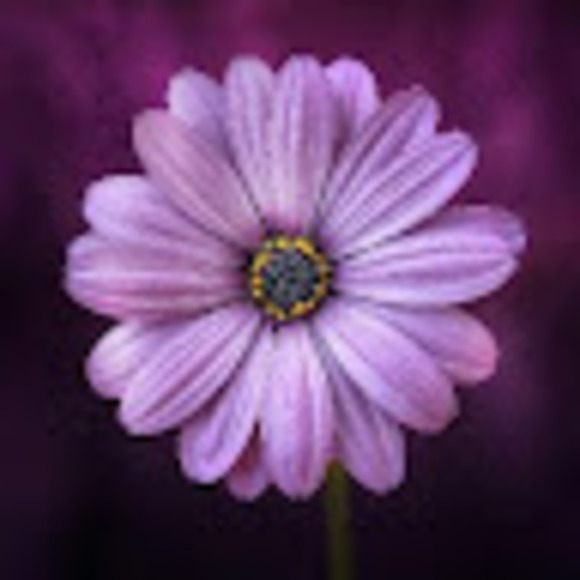 halehaws